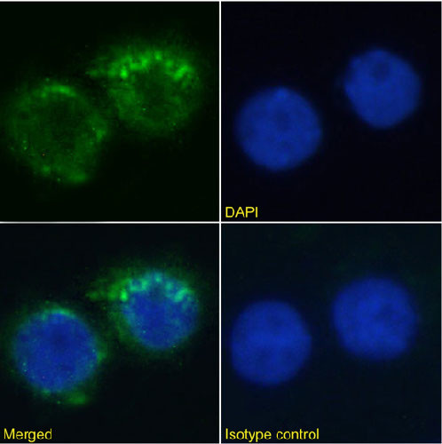 CD11a Chimeric Antibody in Immunocytochemistry (ICC/IF)