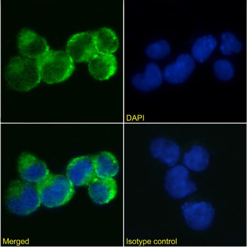 IL9R Chimeric Antibody in Immunocytochemistry (ICC/IF)
