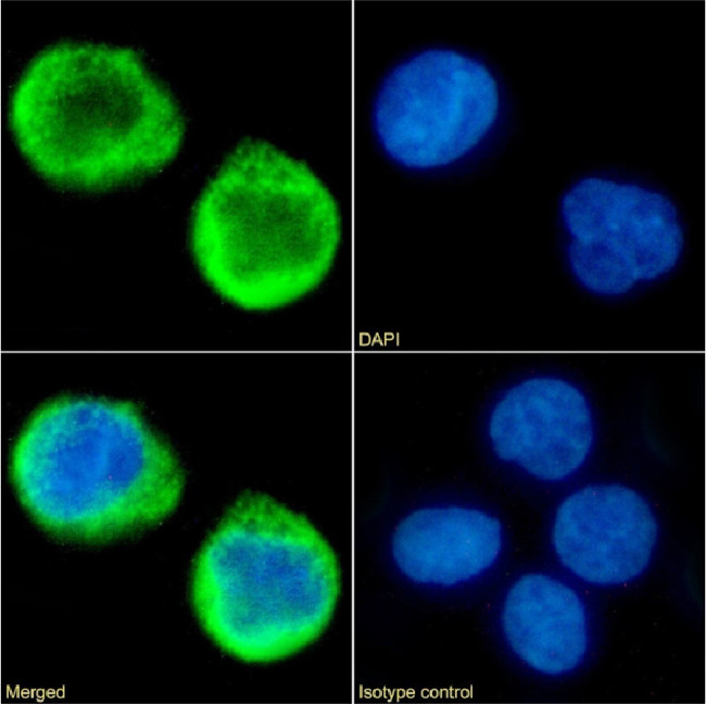 MS4A4A Chimeric Antibody in Immunocytochemistry (ICC/IF)