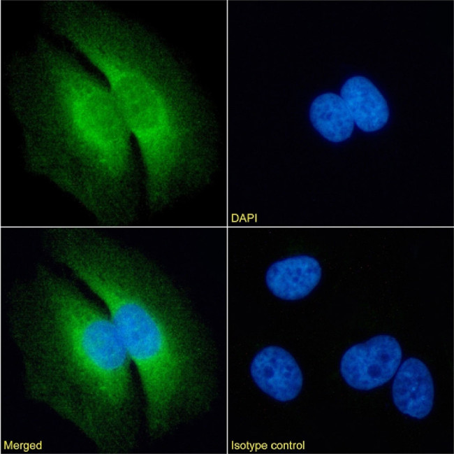 RAP Chimeric Antibody in Immunocytochemistry (ICC/IF)