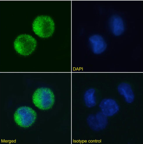 FceR1 alpha Chimeric Antibody in Immunocytochemistry (ICC/IF)