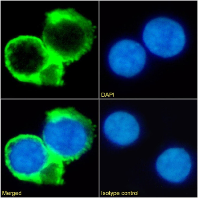 CD53 Chimeric Antibody in Immunocytochemistry (ICC/IF)