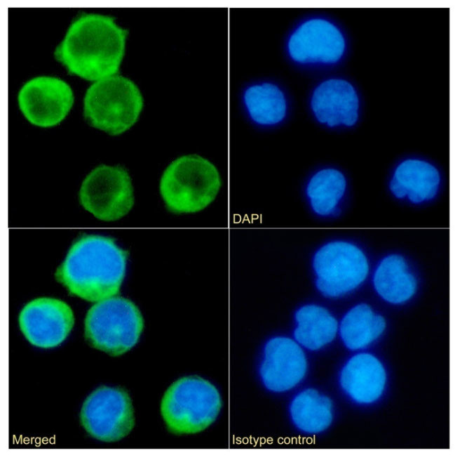 CD45RA Chimeric Antibody in Immunocytochemistry (ICC/IF)