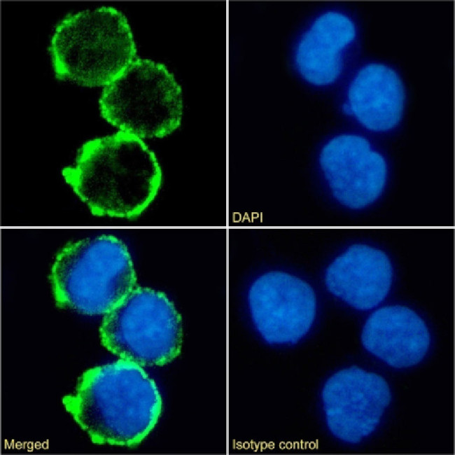 CD31 (PECAM-1) Chimeric Antibody in Immunocytochemistry (ICC/IF)