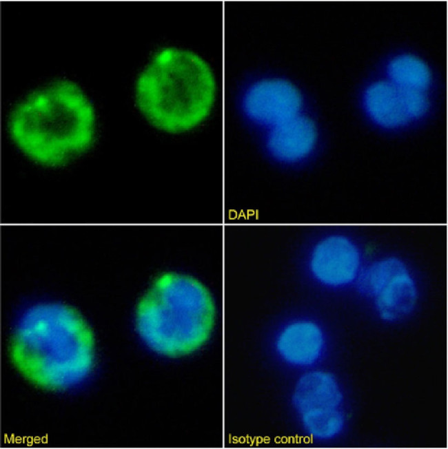 CD41 Chimeric Antibody in Immunocytochemistry (ICC/IF)