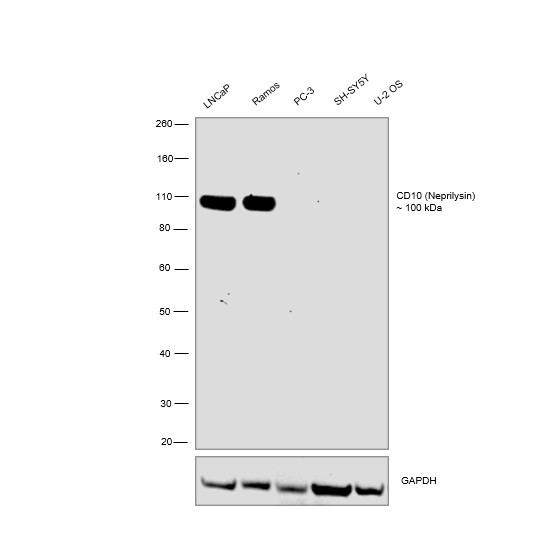 CD10 Antibody in Western Blot (WB)