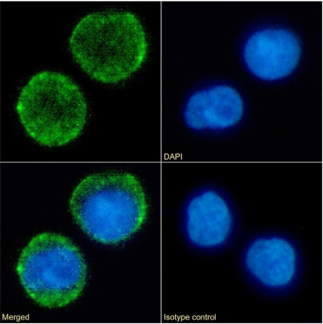 CD10 Chimeric Antibody in Immunocytochemistry (ICC/IF)