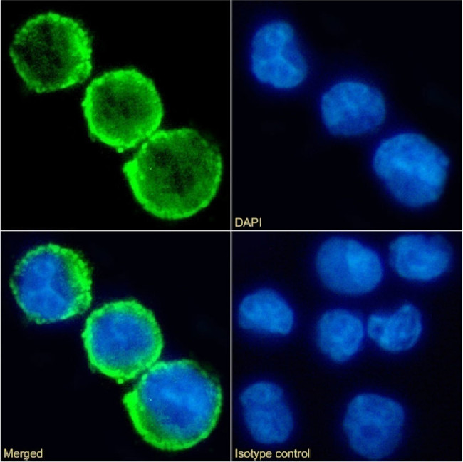 CD15 Chimeric Antibody in Immunocytochemistry (ICC/IF)