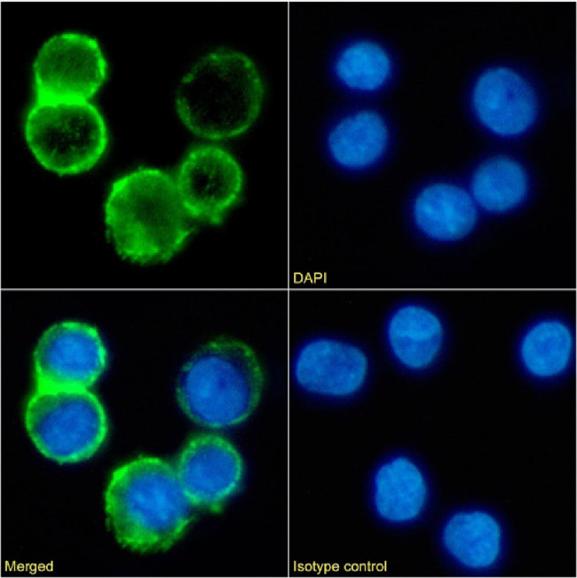 CD53 Chimeric Antibody in Immunocytochemistry (ICC/IF)