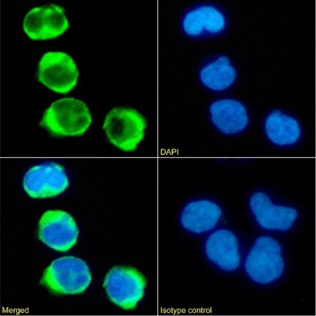CD8 Chimeric Antibody in Immunocytochemistry (ICC/IF)
