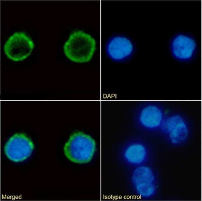 CD4 Chimeric Antibody in Immunocytochemistry (ICC/IF)