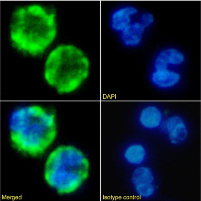 VCAM-1 (CD106) Chimeric Antibody in Immunocytochemistry (ICC/IF)