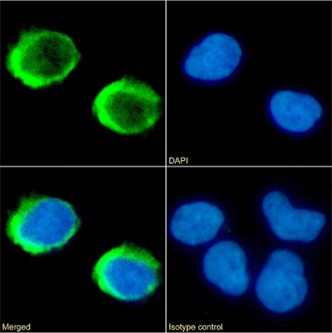 Toralizumab Chimeric Antibody in Immunocytochemistry (ICC/IF)