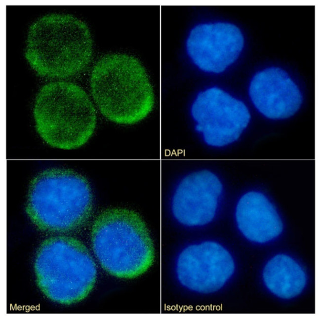 CD74 Chimeric Antibody in Immunocytochemistry (ICC/IF)