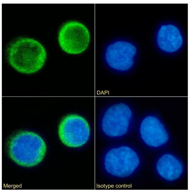 CD80 (B7-1) Chimeric Antibody in Immunocytochemistry (ICC/IF)