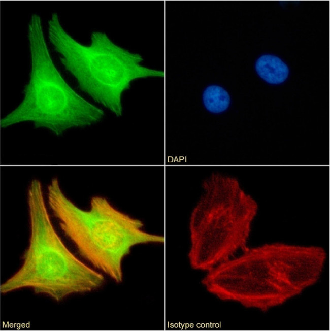 BRD4 Chimeric Antibody in Immunocytochemistry (ICC/IF)