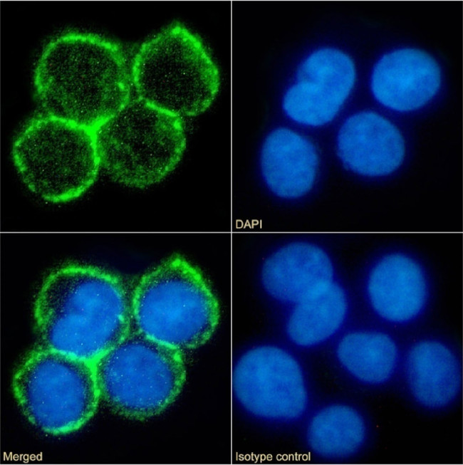 CD33 Chimeric Antibody in Immunocytochemistry (ICC/IF)