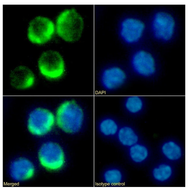 CD25 Chimeric Antibody in Immunocytochemistry (ICC/IF)