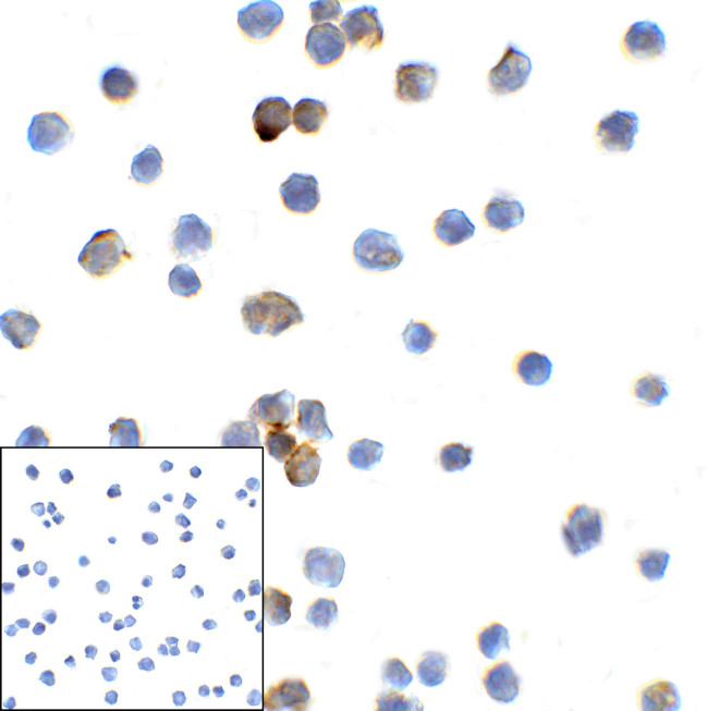 TMIGD2 Antibody in Immunocytochemistry (ICC/IF)