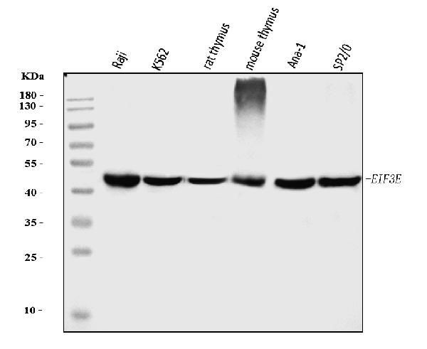 eIF3e Antibody in Western Blot (WB)