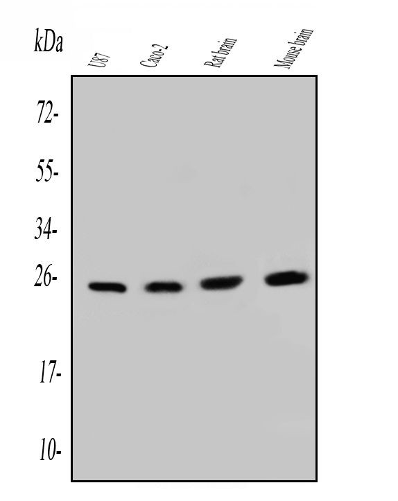 SNRPN Antibody in Western Blot (WB)