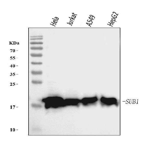 PC4 Antibody in Western Blot (WB)