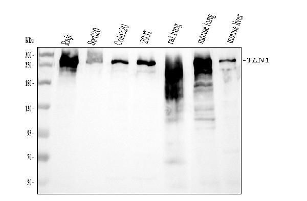 Talin 1 Antibody in Western Blot (WB)