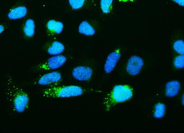 RNH1 Antibody in Immunocytochemistry (ICC/IF)
