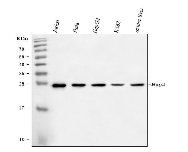 BAG2 Antibody in Western Blot (WB)
