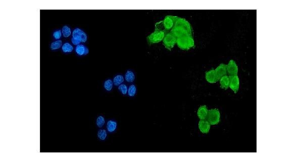 MSI1 Antibody in Immunocytochemistry (ICC/IF)