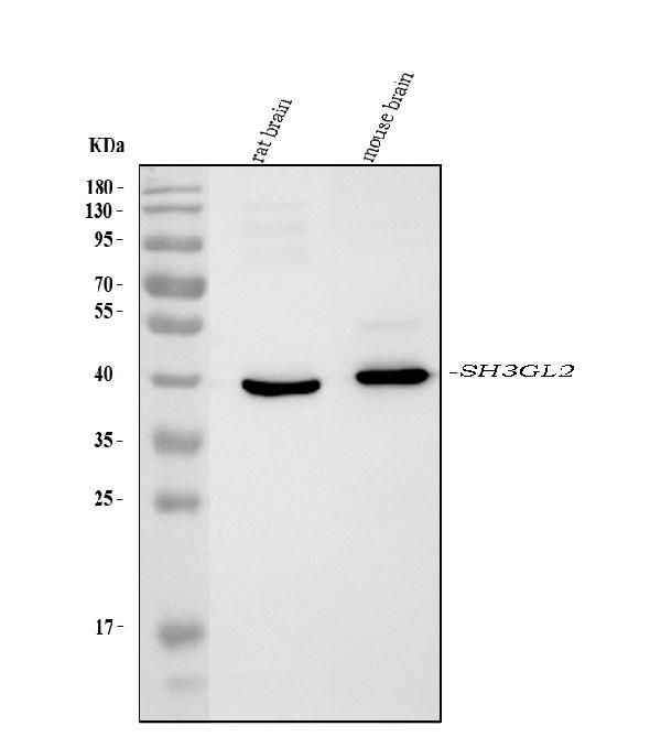SH3GL2 Antibody in Western Blot (WB)