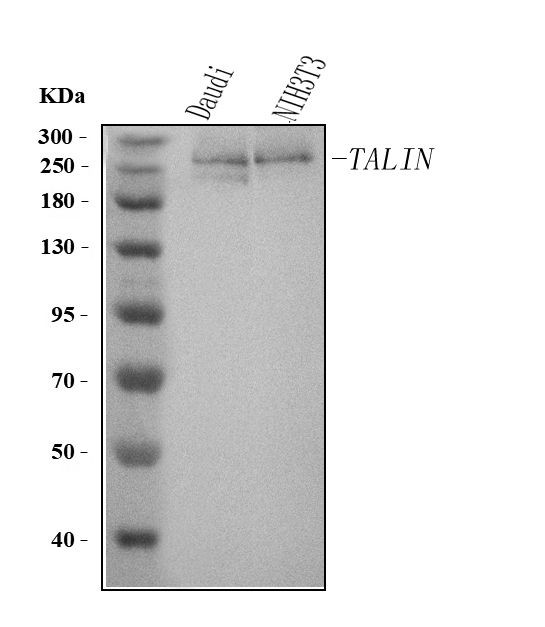 Talin 2 Antibody in Western Blot (WB)