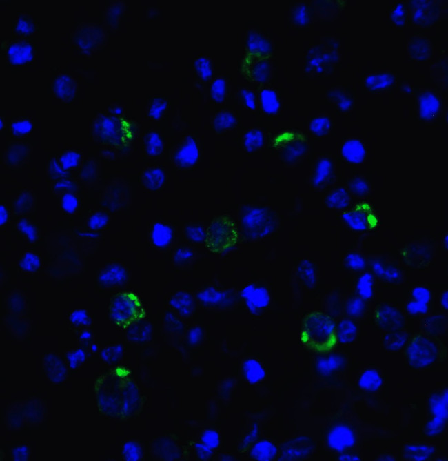 CD223 Antibody in Immunocytochemistry (ICC/IF)