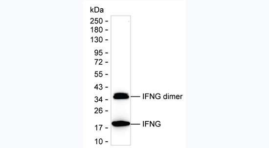 IFN gamma Antibody in Western Blot (WB)