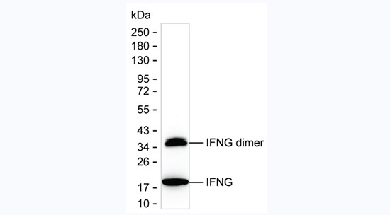 IFN gamma Antibody in Western Blot (WB)