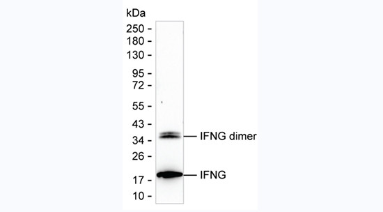 IFN gamma Antibody in Western Blot (WB)