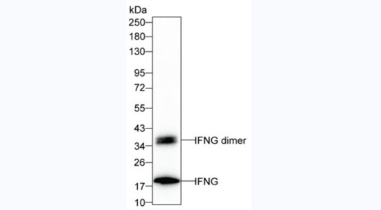 IFN gamma Antibody in Western Blot (WB)