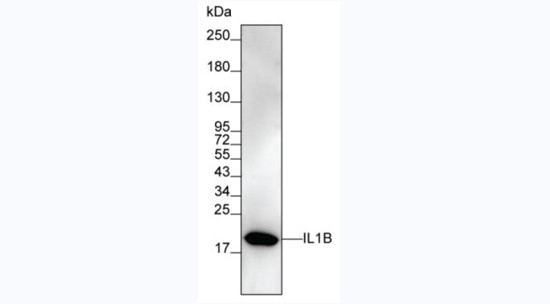 IL-1 beta Antibody in Western Blot (WB)