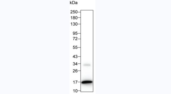 IL-2 Antibody in Western Blot (WB)