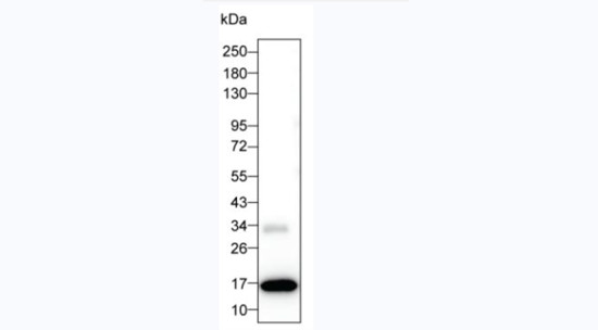 IL-2 Antibody in Western Blot (WB)