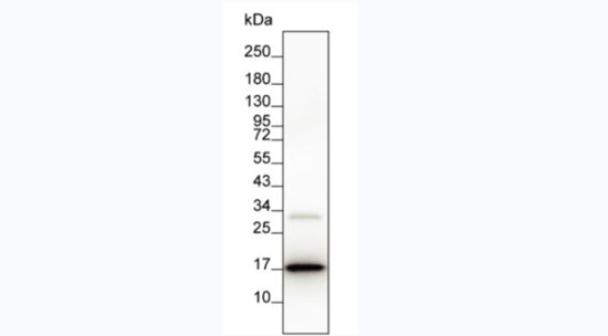 IL-2 Antibody in Western Blot (WB)