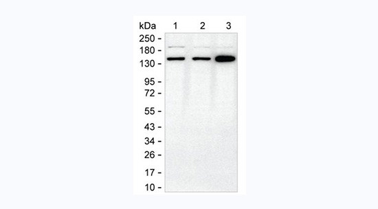 CTCF Antibody in Western Blot (WB)
