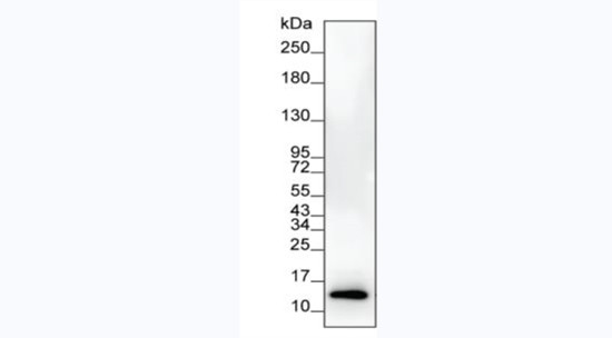 IL-8 (CXCL8) Antibody in Western Blot (WB)