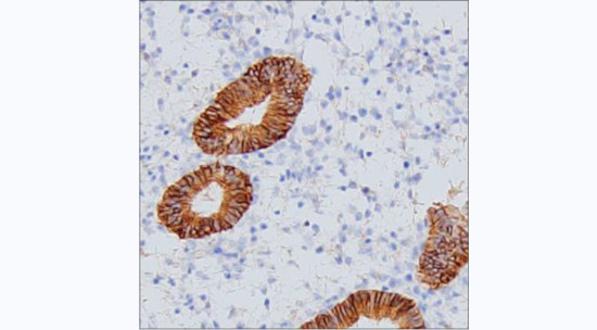 CMTM6 Antibody in Immunohistochemistry (Paraffin) (IHC (P))