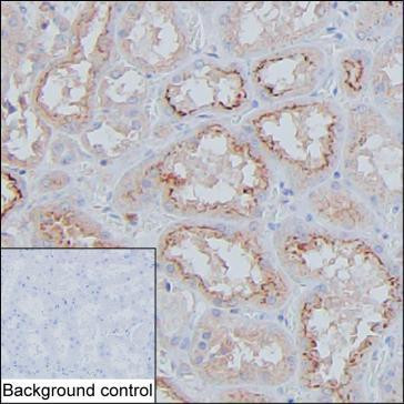 Cystatin C Antibody in Immunohistochemistry (Paraffin) (IHC (P))