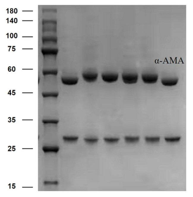 alpha-Amanitin Antibody in SDS-PAGE (SDS-PAGE)