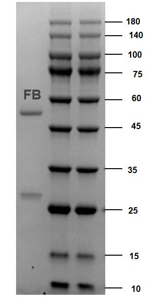 Fumonisin Antibody in SDS-PAGE (SDS-PAGE)