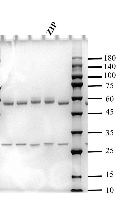 Zilpaterol Antibody in SDS-PAGE (SDS-PAGE)