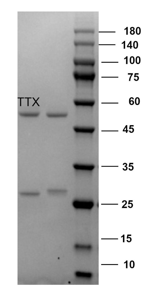 Tetrodotoxin Antibody in SDS-PAGE (SDS-PAGE)