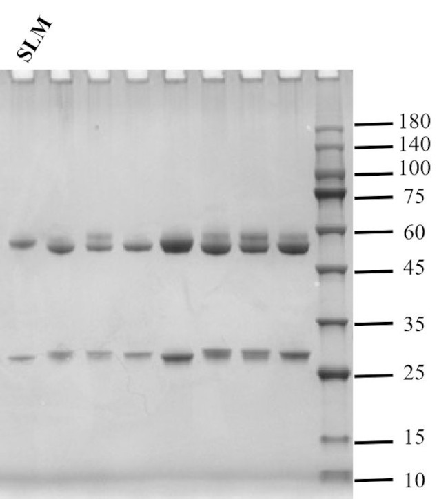 Salinomycin Antibody in SDS-PAGE (SDS-PAGE)